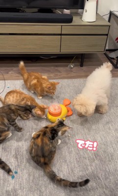 配給係をするくるみちゃん3