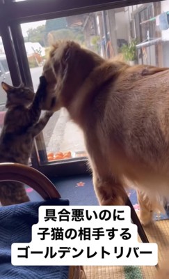 子猫と遊ぶ大型犬
