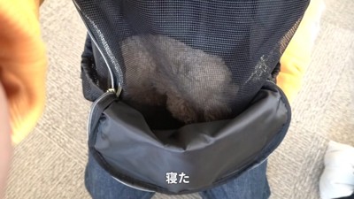 リュックの中で寝るモコちゃん