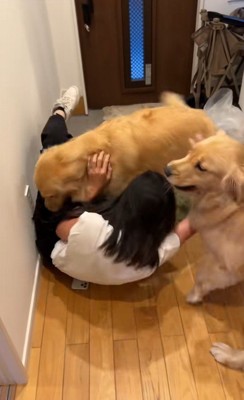 ちあちゃん＆ひまわりちゃんの熱烈歓迎3