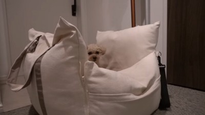 ドライブベッドに入るモコちゃん