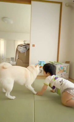 おまめちゃんと赤ちゃん2