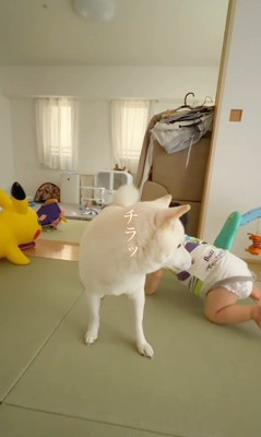 おまめちゃんと赤ちゃん5