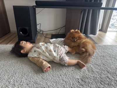 ポメ