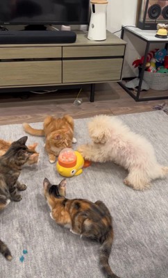 配給係をするくるみちゃん8