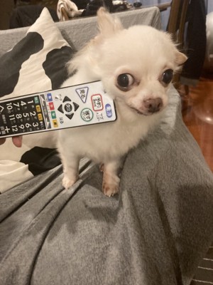 実家