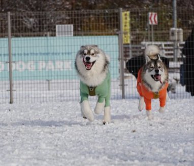 雪景色
