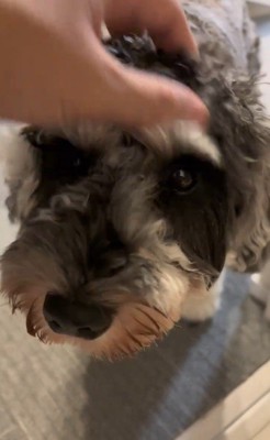 お風呂から出た時のポポちゃんの態度9