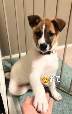 お手する子犬