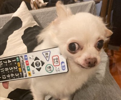 吠えすぎて