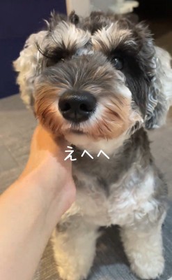 お風呂から出た時のポポちゃんの態度4