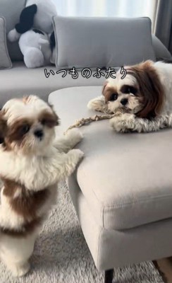 パンちゃん&コメちゃん3