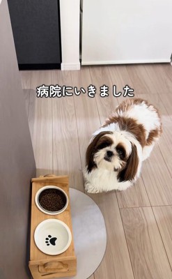 ご飯を食べないパンちゃん2