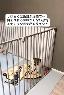 子犬の近づく