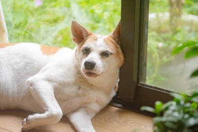 退屈そうな犬
