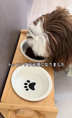 ご飯を食べないパンちゃん5
