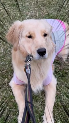 リードを引かれても動かない犬