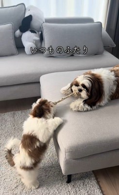 パンちゃん&コメちゃん2