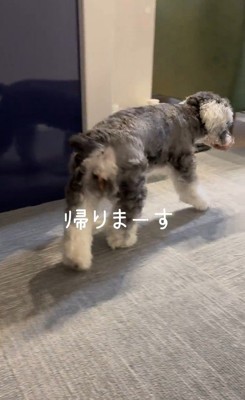 お風呂から出た時のポポちゃんの態度⑩