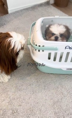 パンちゃん&コメちゃん