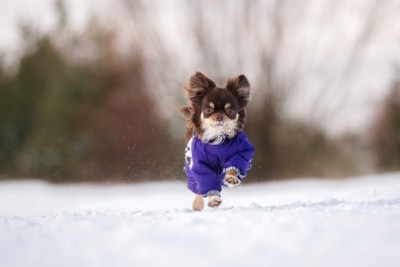 雪の上を走るチワワ