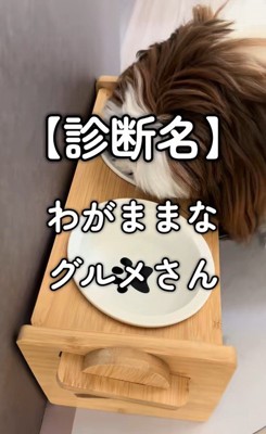 ご飯を食べないパンちゃん4