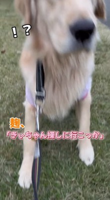 女性の言葉を聞いて立ち上がる犬