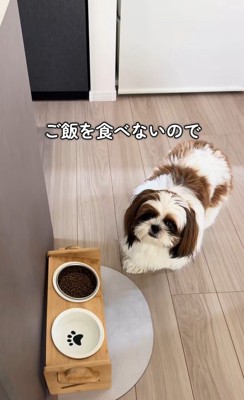 ご飯を食べないパンちゃん