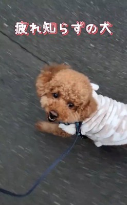 元気にお散歩するれおん君3