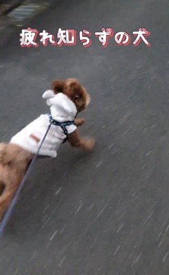 元気にお散歩するれおん君2