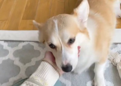 ナデナデ