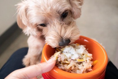 ご飯にかぶりつく犬