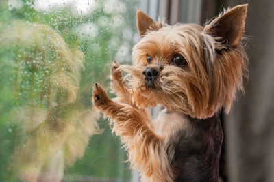 窓の外を見つめる犬