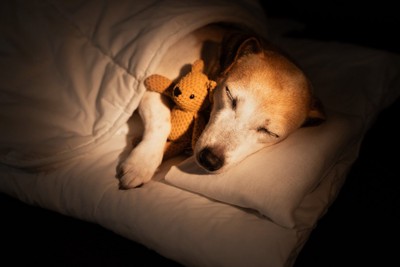 薄暗い部屋で眠っている犬