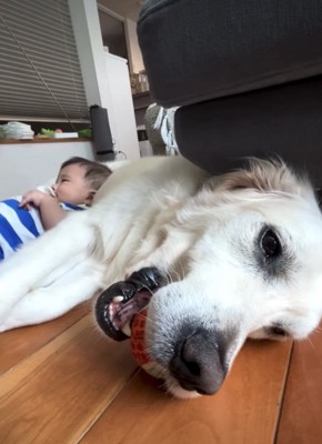 枕にされる犬