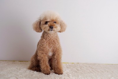 お座りするトイプードル