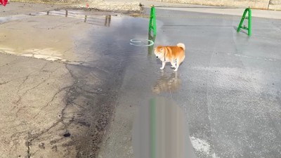 後ろ足をブンブン！！