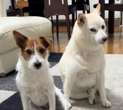 「ヨシ」と言った時の銀くんとエマちゃん4