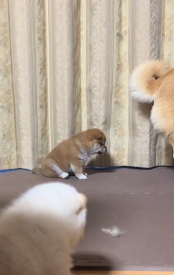 反省する子犬
