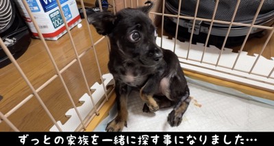 皮膚の病気で独り生活のメイ