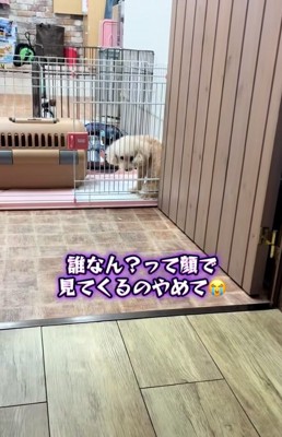 怪訝そうなモカちゃん