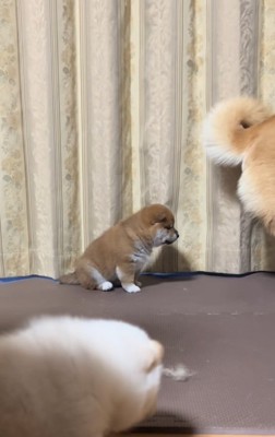 母犬の後ろにすわる子犬