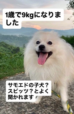 9キロのデカポメに!!