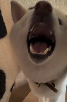 口を大きく開ける犬1