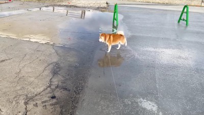 前足をブンブン！！