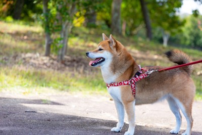 公園を散歩する柴犬