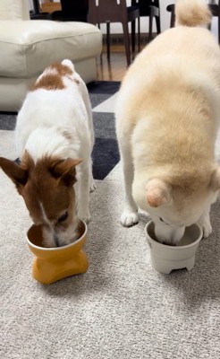 「ヨシ」と言った時の銀くんとエマちゃん8