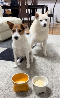 「ヨシ」と言った時の銀くんとエマちゃん