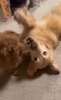 みるくちゃんと蘭ちゃん⑩