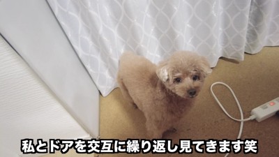 「ママ、パパは…？」